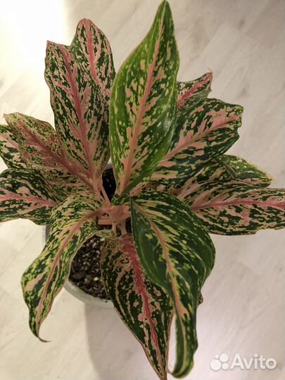 Комнатные растения