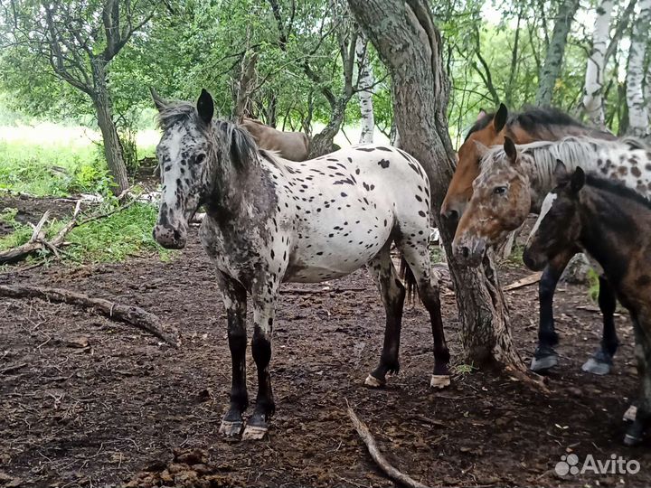 Продаю лошадей