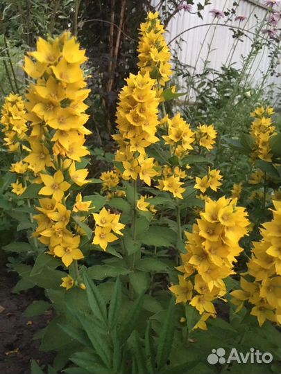 Вербейник, нивянник (ромашка), полынь