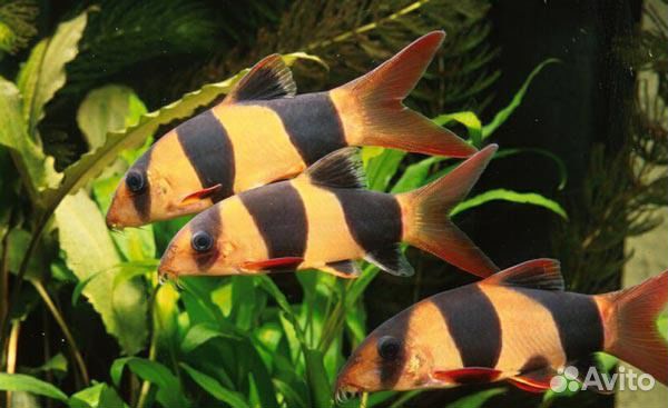 Боция. Клоун. Шахматная. Аквариумные рыбки. Фильтр