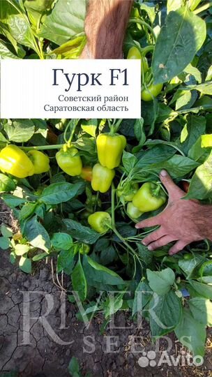 Семена перца Гурк F1