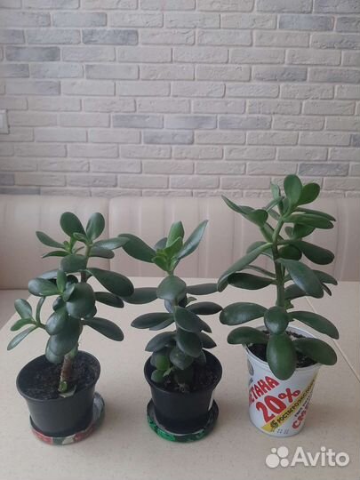 Крассула толстянка