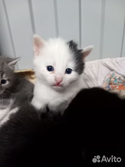 Отдам котят