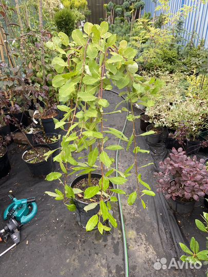 Ива Килмарнок, ива козья, Ива Хакуро фламинго