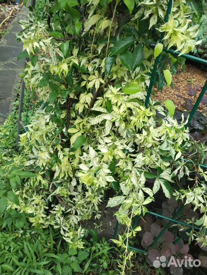 Девичий виноград