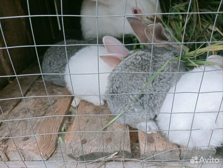 Кролики разных пород