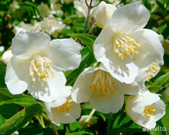 Саженцы Жасмин садовый (чубушник) в горшке доставк