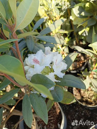 Рододендрон