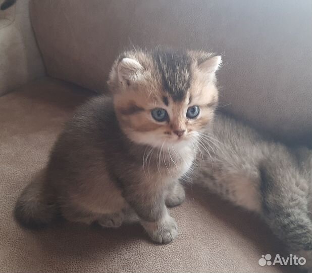 Британские котята