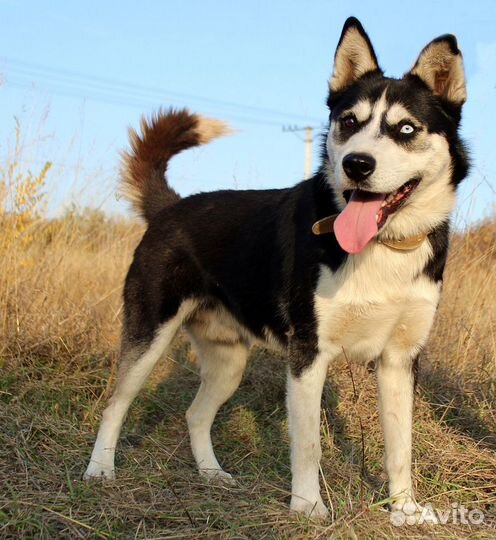 Собака Михась