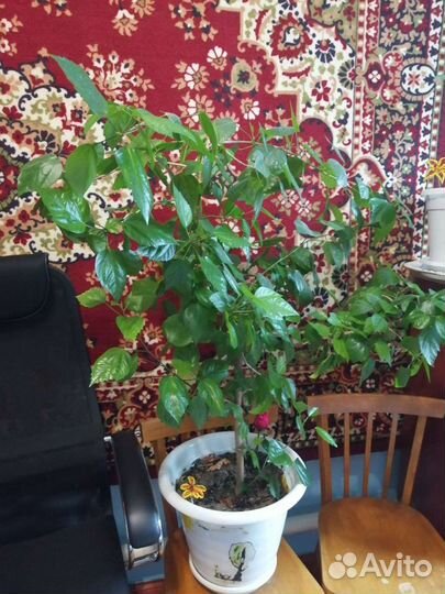 Комнатные цветы