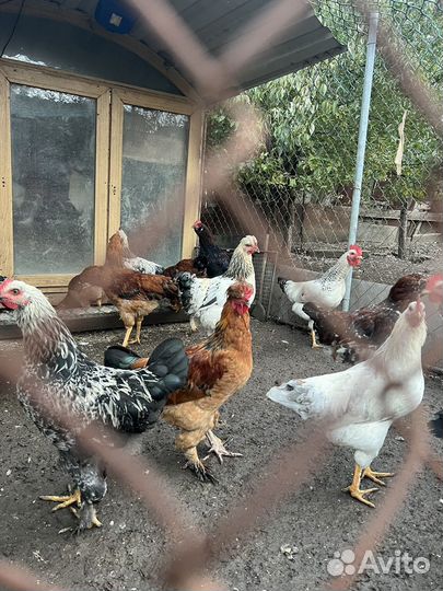 Молодые петухи