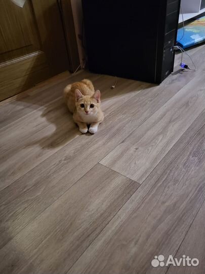 Кошечка