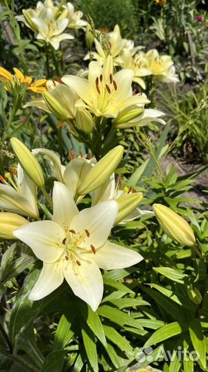 Лилия фисташково-белая