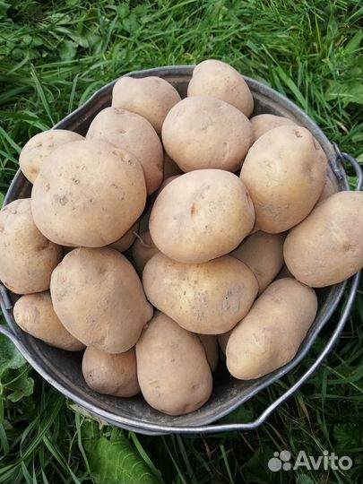 Семенной картофель