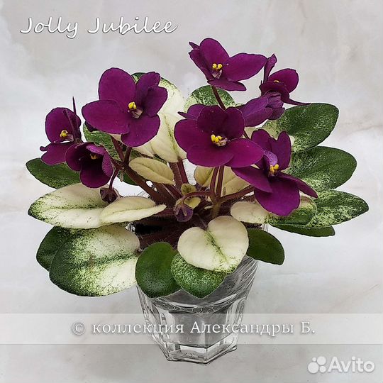 Листы фиалок полумини/мини