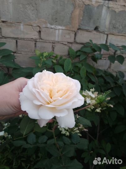 Кустовые розы