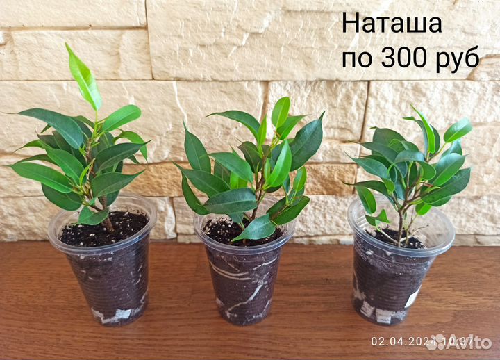 Фикусы (обновление 02.04.24)