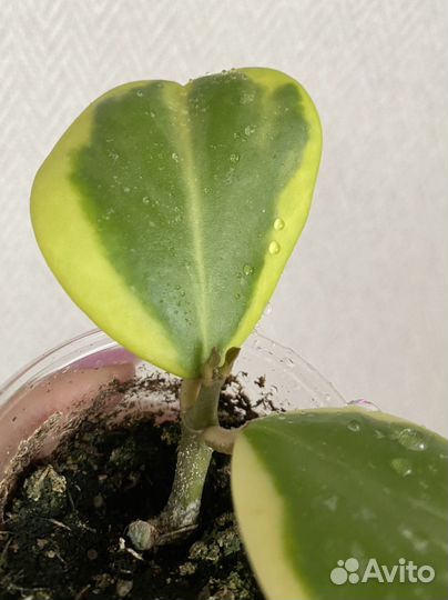 Хойя Керри альбомаргината и обовата вариегата