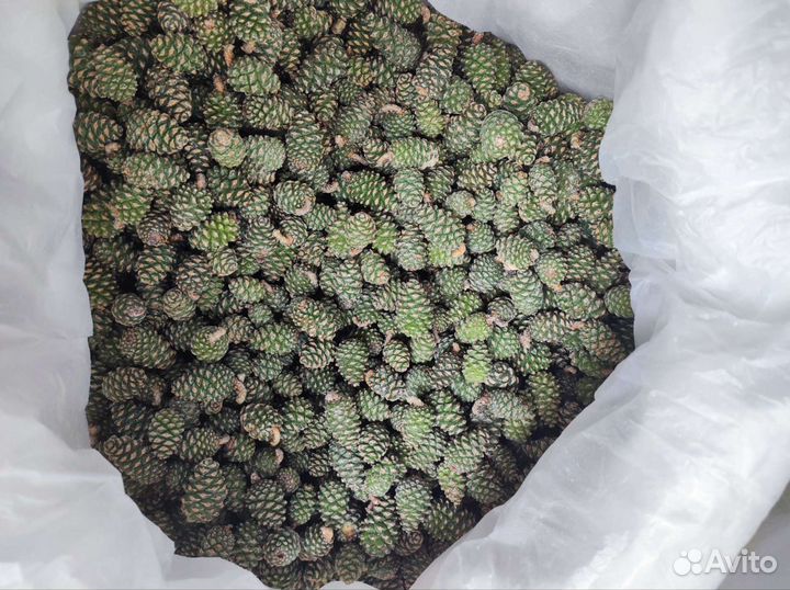 Шишки сосновые