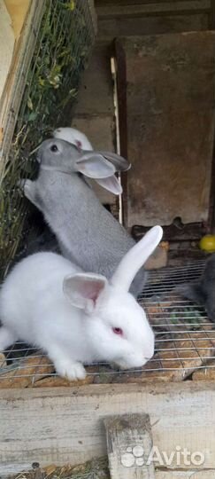 Кролики белый и серый великан 1 и 2 мес