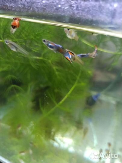 Рыбки Гуппи, Мини Гуппи