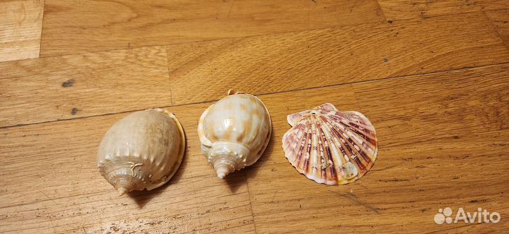 Ракушки шелл, гребешки для аквариума, поделок