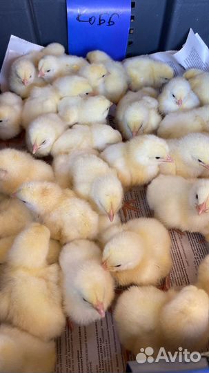 Цыплята бройлеры Кобб 500 в Кореновском районе