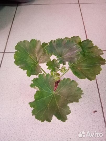 Пеларгония-стеллар бронз баттерфляй, Red Pandora