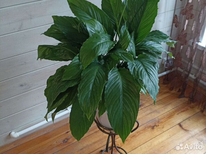 Спатифиллум