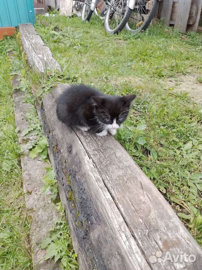 Котята отдам