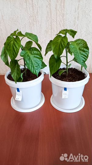 Куст перца острого. Carolina Reaper Chocolate