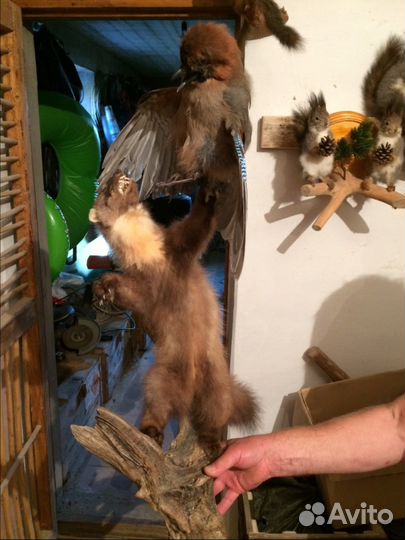 Продаётся чучело куницы