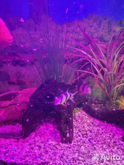 Продам рыб