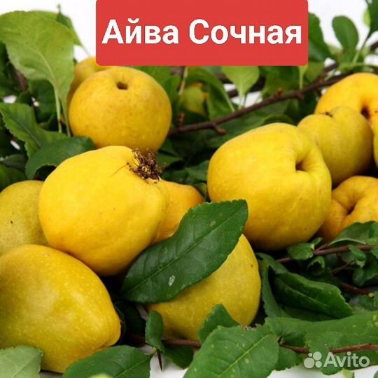 Саженцы Айва