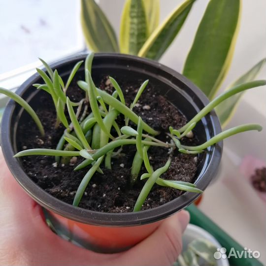 Сенецио пурпл