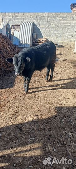 Телёнок Абердин Ангус