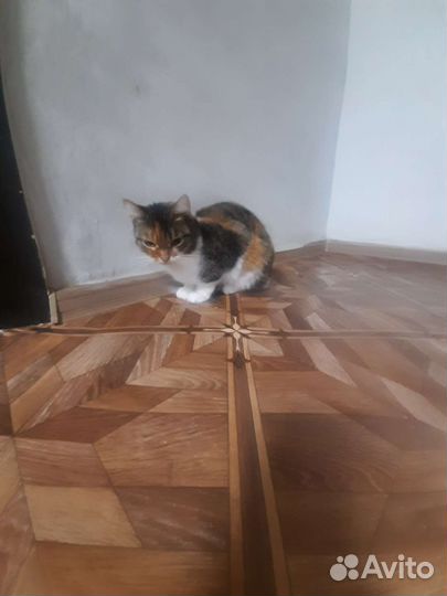 Кошки в добрые руки
