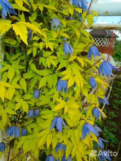 Садовые цветы и растения