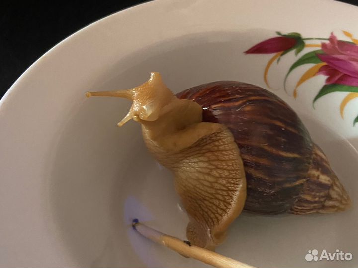 Улитки ахатины бесплатно