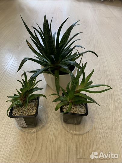 Комнатные растения