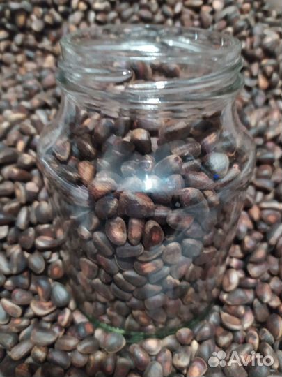 Орех кедровый