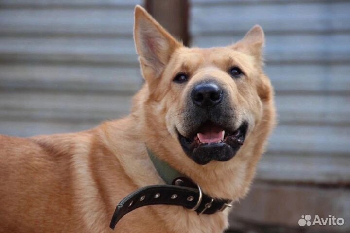 Метис шарпея