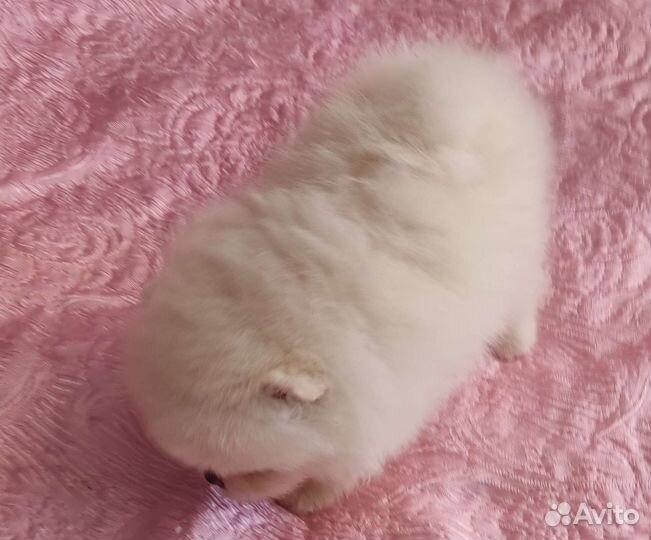 Шпиц mini мальчики