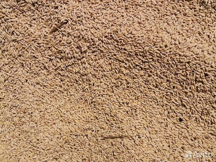 Ячмень, овёс, горох