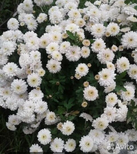 Хризантема