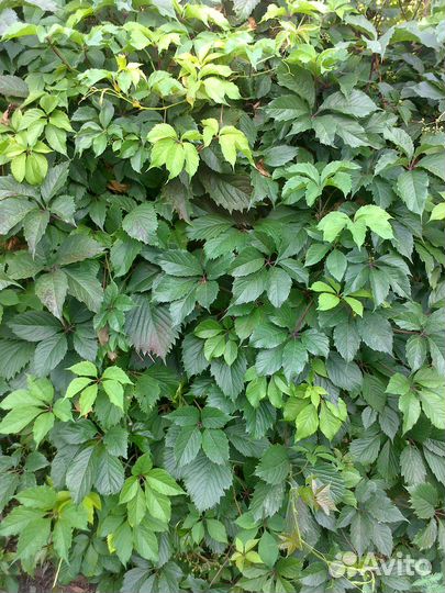 Девичий виноград