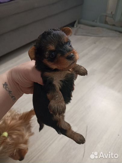 Йоркширский терьер супер мини