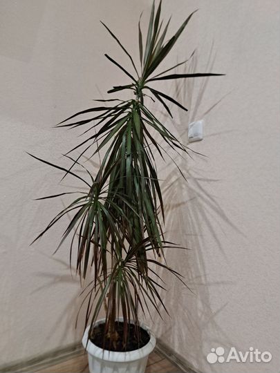 Пальма драцена