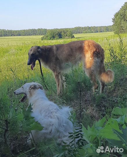 Собака борзая